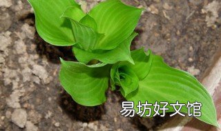 玉簪可以盆栽吗 种植玉簪需要注意哪些方面