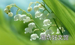 铃兰花怎么养 水培铃兰花怎么养