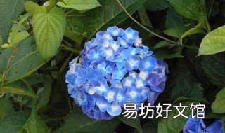 绣球花需要每天浇水吗 绣球花需要每天浇水吗?