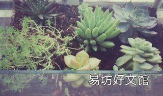 废旧鱼缸能做什么用 废旧鱼缸怎么利用