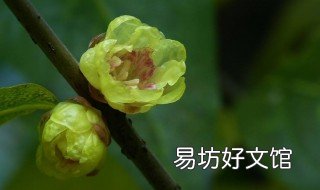 腊梅种子什么时候成熟 腊梅种子播种时间