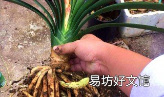 花草换盆洗根有必要吗 花洗根换盆后怎么养护