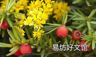 红豆杉变黄叶如何处理 红豆杉叶子干黄掉叶子怎么办