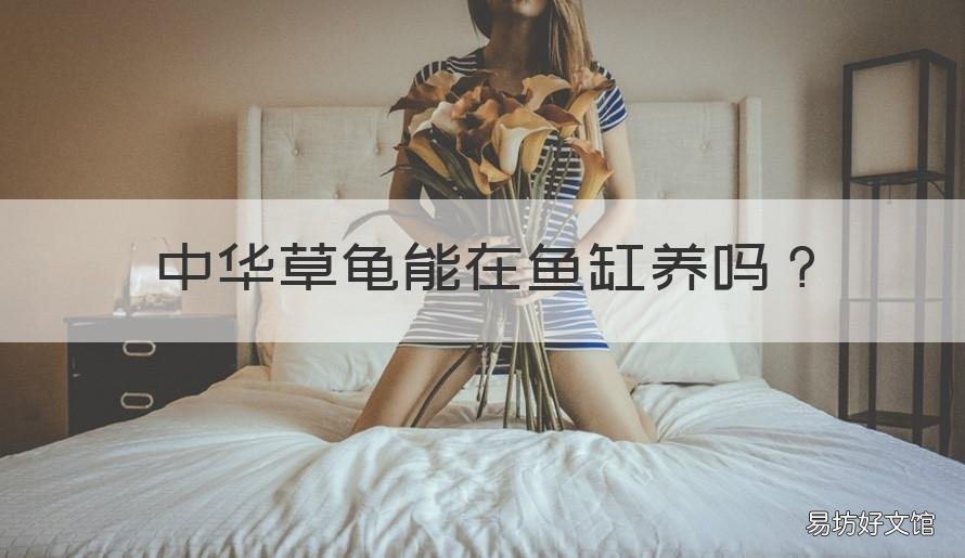 中华草龟能在鱼缸养吗 草龟可以鱼缸养吗