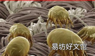 螨虫过敏怎么办 宝宝螨虫过敏怎么办