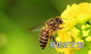 蜜蜂蛰了怎么办 被普通的蜜蜂蛰了怎么办