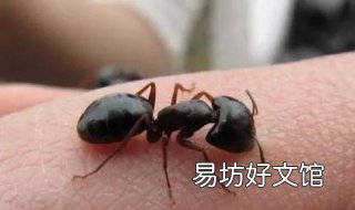 被蚂蚁咬了怎么办 男生的隐私被蚂蚁咬了怎么办