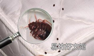 被虫子咬了怎么办 多肉被虫子咬了怎么办