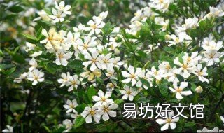 栀子花黄叶掉花苞的原因 栀子花黄叶掉花苞怎么回事