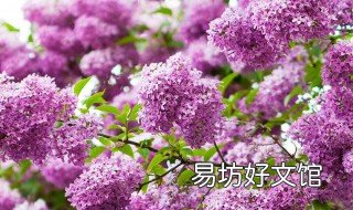 种植紫丁香的方法 盆栽紫丁香如何种植