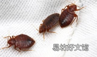 臭虫咬了怎么办 臭虫咬了怎么办?