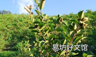 千里马的别称 千里马的别称还有赤兔的卢
