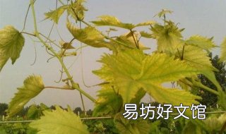 葡萄叶子发黄怎么办 葡萄叶子发黄怎么治