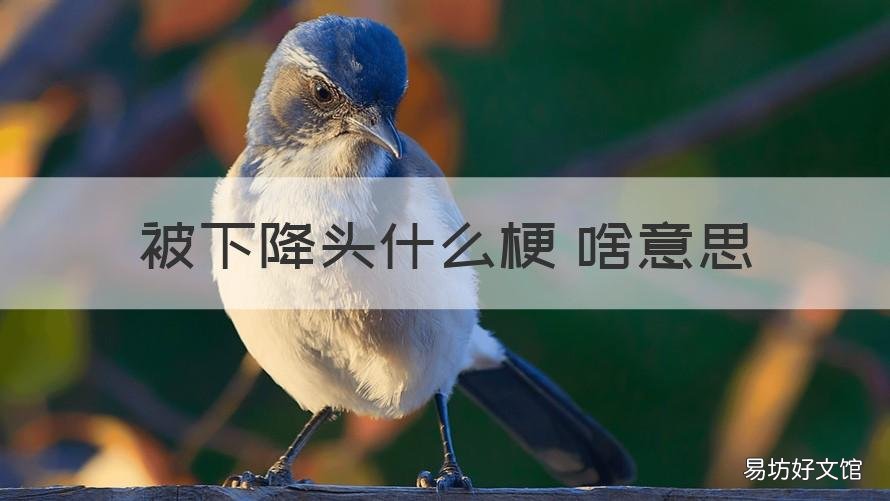 被下降头什么梗 啥意思