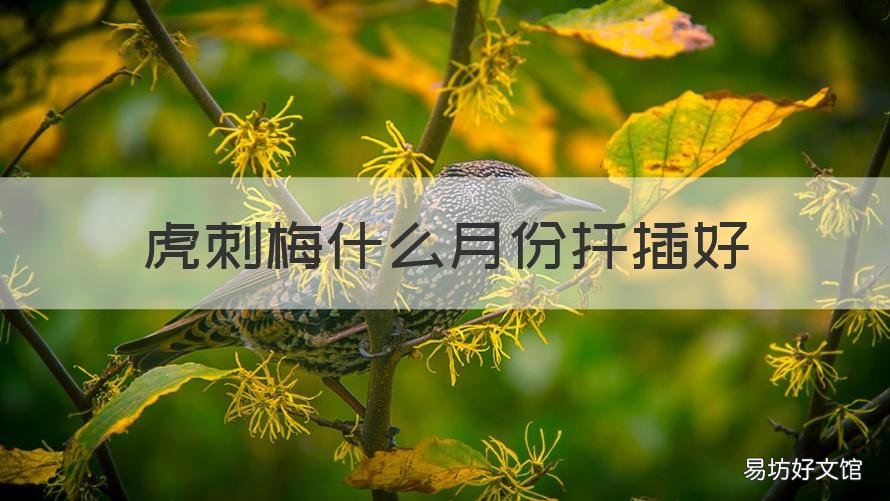 虎刺梅什么月份扦插好 虎刺梅花什么时候扦插最好