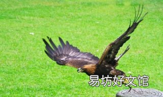 香江野生动物世界游玩指南 香江野生动物世界游玩时间