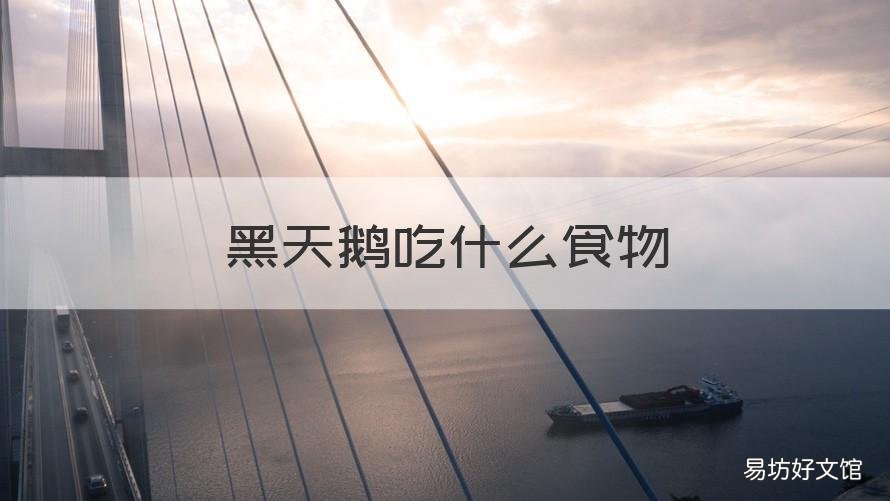 黑天鹅吃什么食物 黑天鹅吃什么食物百科
