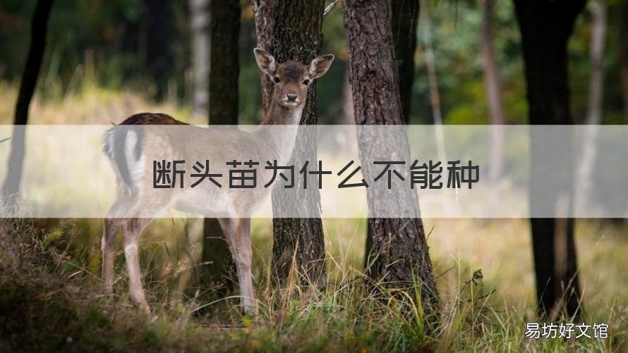 断头苗为什么不能种 断头苗和全冠苗