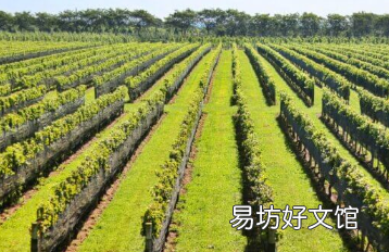 资深酿酒师购买北福克的利布酒窖