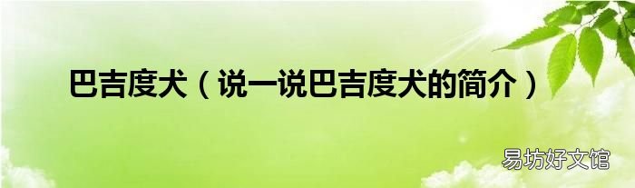 说一说巴吉度犬的简介 巴吉度犬