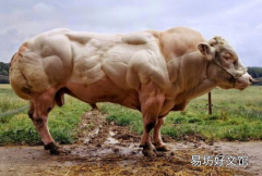 蓝牛和AI可以教给我们关于电子商务成功的惊人教训
