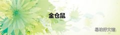 金仓鼠