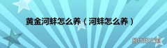 河蚌怎么养 黄金河蚌怎么养