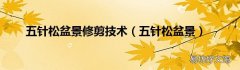 五针松盆景 五针松盆景修剪技术