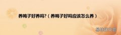 养鸭子好吗应该怎么养 养鸭子好养吗?