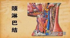如何淋巴排毒