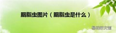 胭脂虫是什么 胭脂虫图片