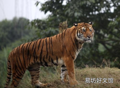 AI引进到动物的辨识上 无需人力辨别