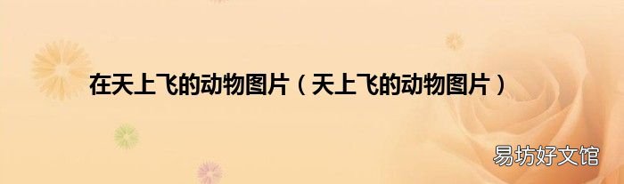 天上飞的动物图片 在天上飞的动物图片
