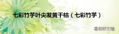 七彩竹芋 七彩竹芋叶尖发黄干枯