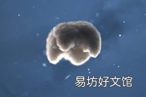 通过进化算法设计并由活细胞构建的3D生物