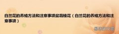 白兰花的养殖方法和注意事项 白兰花的养殖方法和注意事项盆栽桂花