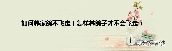 怎样养鸽子才不会飞走 如何养家鸽不飞走