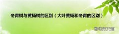 大叶黄杨和冬青的区别 冬青树与黄杨树的区别