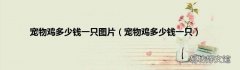 宠物鸡多少钱一只 宠物鸡多少钱一只图片