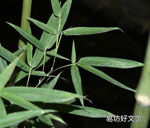 Aurea宣布有意收购BroadVision