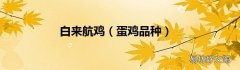 蛋鸡品种 白来航鸡