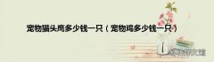 宠物鸡多少钱一只 宠物猫头鹰多少钱一只