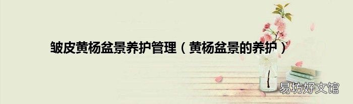 黄杨盆景的养护 皱皮黄杨盆景养护管理