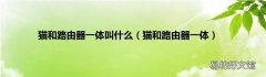 猫和路由器一体 猫和路由器一体叫什么