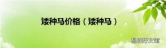 矮种马 矮种马价格