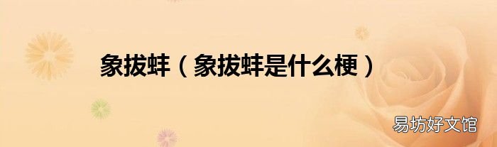 象拔蚌是什么梗 象拔蚌