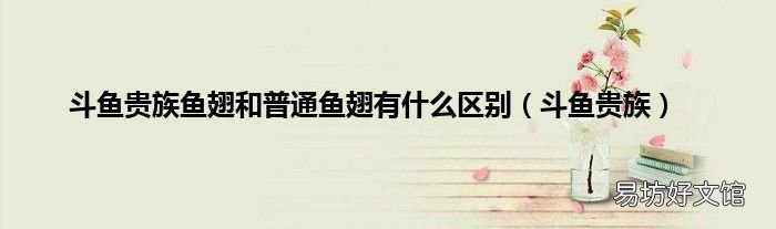 斗鱼贵族 斗鱼贵族鱼翅和普通鱼翅有什么区别