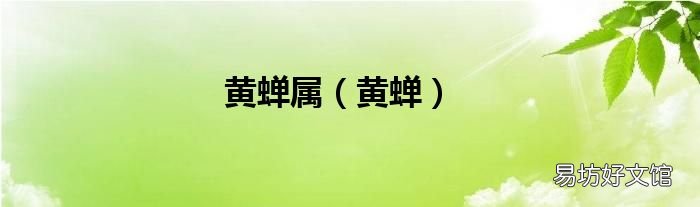 黄蝉 黄蝉属