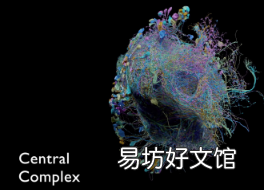 谷歌帮助发布最大的大脑连接高分辨率地图