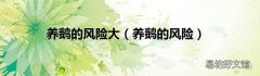 养鹅的风险 养鹅的风险大